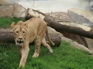 Nová expozice v brněnské zoo je připravená na příchod lvů