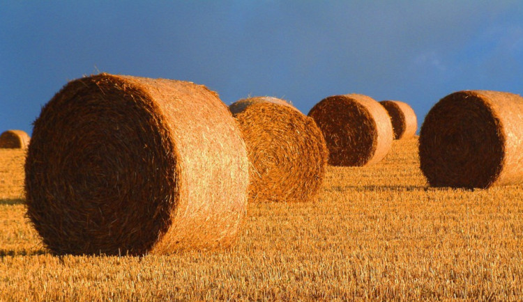 ilustrační foto, zdroj: pixabay.com