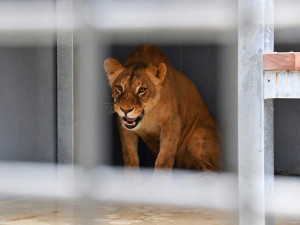VIDEO: Do brněnské zoo se po čtrnácti letech vrátila královna zvířat. Lvice Kivu už se zabydluje