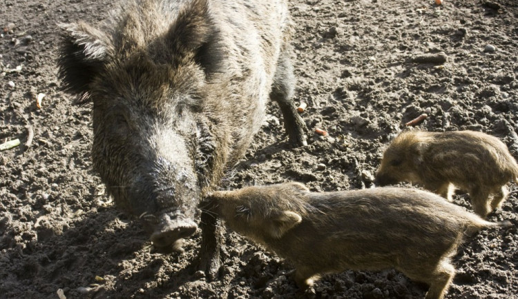 ilustrační foto, zdroj: pixabay.com