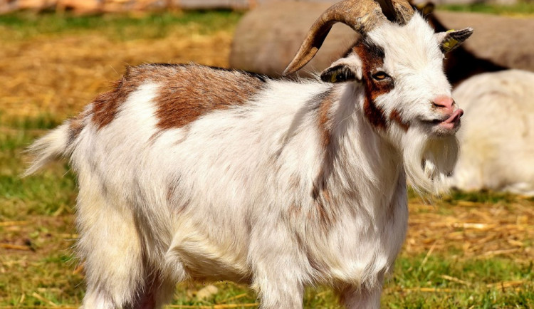 ilustrační foto, zdroj: pixabay.com