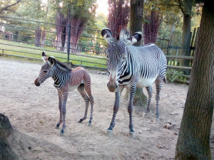 Brněnskou zoo obohatila mláďata zebry a lamy vikuňa