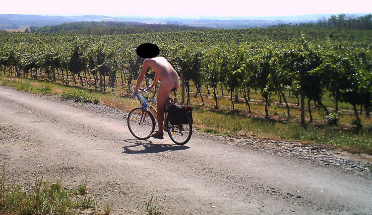 Fotopast na jednom z jihomravských vinohradů