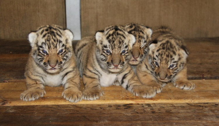 Tygříci v hodonínské zoo