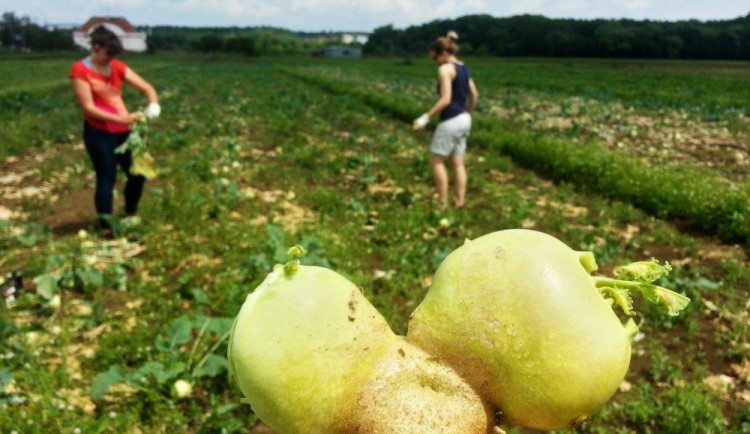 Paběrkování po brněnsku