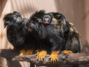 Brněnská zoo se raduje z dvojčátek tamarína žlutorukého
