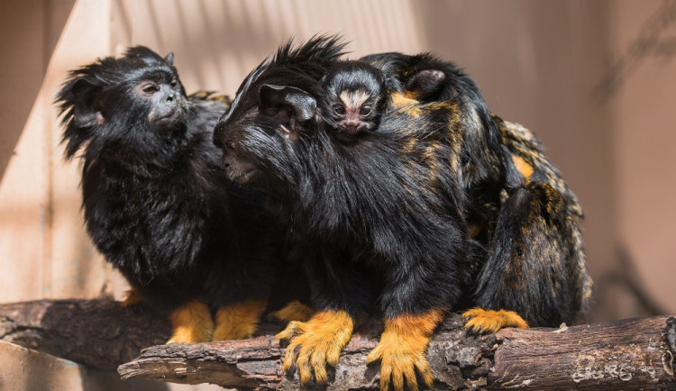 Tamarín žlutoruký s mláďaty