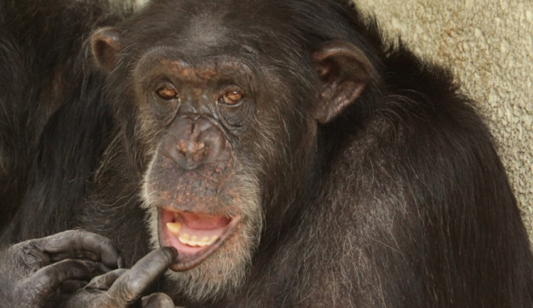 Šimpanz v brněnské zoo