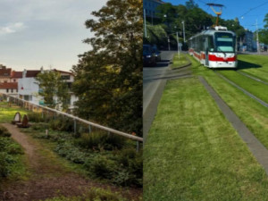 Brno zelené. Město plánuje dostat do veřejného prostoru více rostlin a travnatých ploch