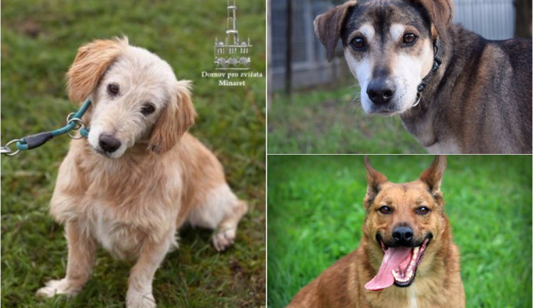 Pejsci, kteří hledají nový domov