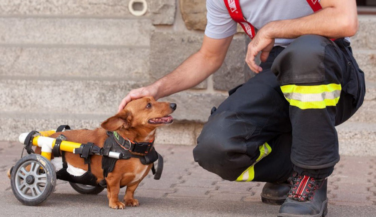 Hasiči pomáhají útulkům.