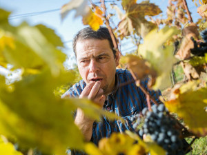 Příběhy moravských vinařů předvádí krásu staletého vinařského řemesla