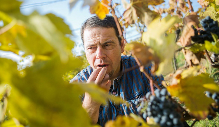 Příběhy moravských vinařů