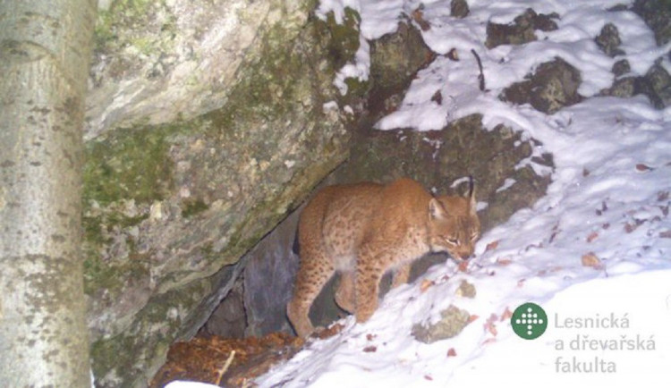 Rys ostrovid, foto: Mendelova univerzita