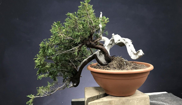 Čtyřicet let si pěstoval bonsaje. Během několika minut mu je někdo ukradl