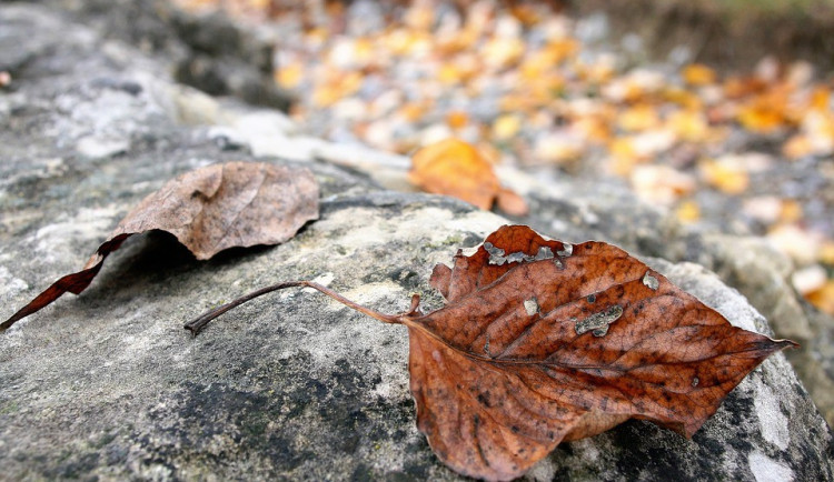 ilustrační foto, zdroj: pixabay.com