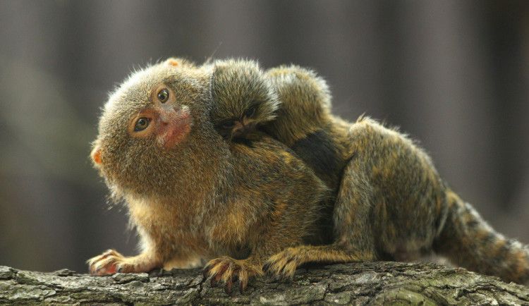 Adoptujte zvíře v brněnské zoo