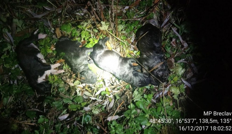 Neznámý muž hodil do ledové řeky igelitku s malými štěňátky, žádné z nich nepřežilo