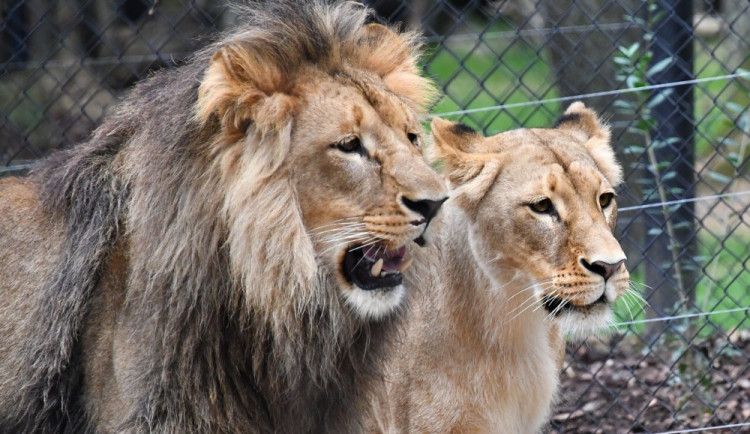 Fantastická zpráva pro brněnskou zoo! Dnes v noci porodila lvice Kivu dvě mláďata