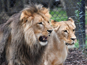 Fantastická zpráva pro brněnskou zoo! Dnes v noci porodila lvice Kivu dvě mláďata
