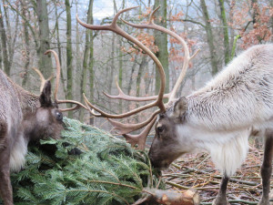 Zvířata v brněnské zoo si pochutnají na více jak tisíci neprodaných vánočních stromcích