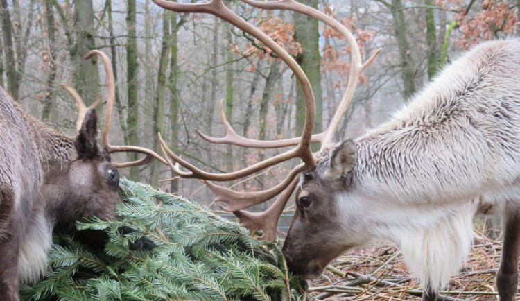 Sobi si pochutnávakí na vánočních stromcích