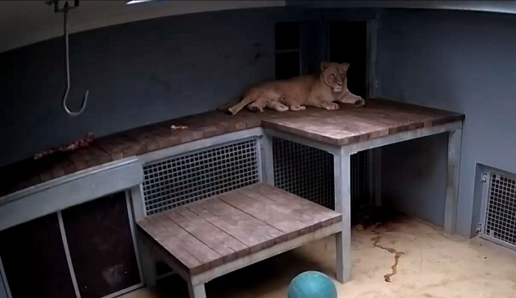 VIDEO: V brněnské zoo se po čtvrtstoletí narodila lvíčata, vyhráno ale ještě nemají