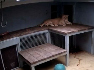 VIDEO: V brněnské zoo se po čtvrtstoletí narodila lvíčata, vyhráno ale ještě nemají
