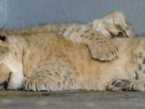 Lvíčci v brněnské zoo