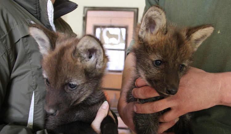 Hodonínská zoo slaví narození mláďat vlka hřivnatého