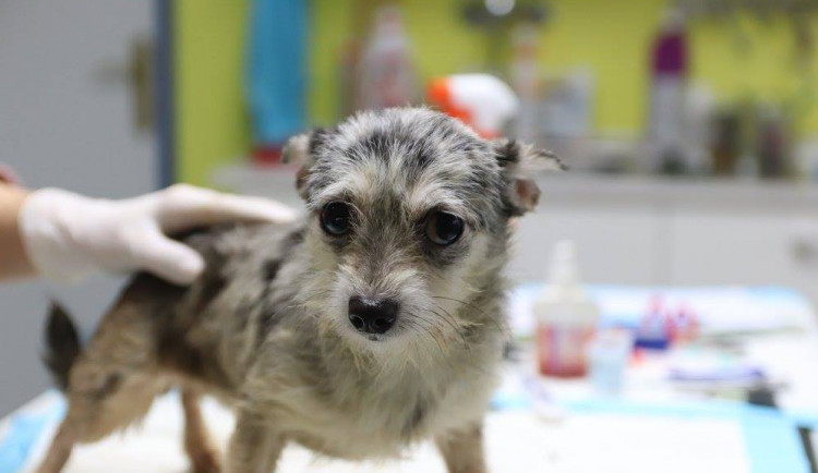 Na Vysočině našli minulý týden dvě stovky zubožených psů. Nyní jim pomáhají i útulky na jižní Moravě