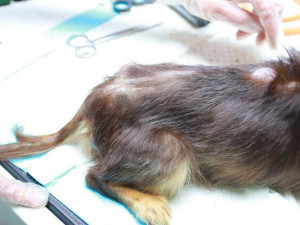 Pejsci z množírny v Kamenici byli ve zuboženém stavu