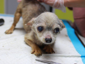 Pejsci z množírny v Kamenici byli ve zuboženém stavu