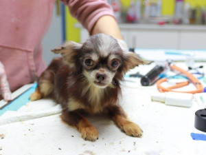 Pejsci z množírny v Kamenici byli ve zuboženém stavu