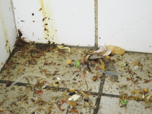 V asijském bistru Dragon panovaly otřesné hygienické podmínky