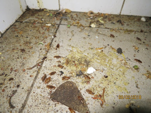 V asijském bistru Dragon panovaly otřesné hygienické podmínky