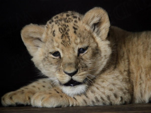 Lvíčci v brněnské zoo