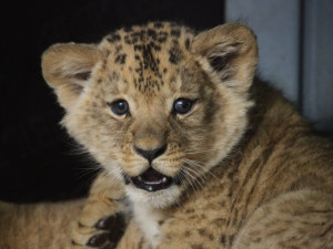 Lvíčci v brněnské zoo