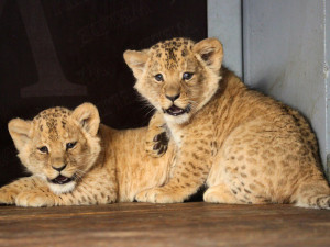 Lvíčci v brněnské zoo