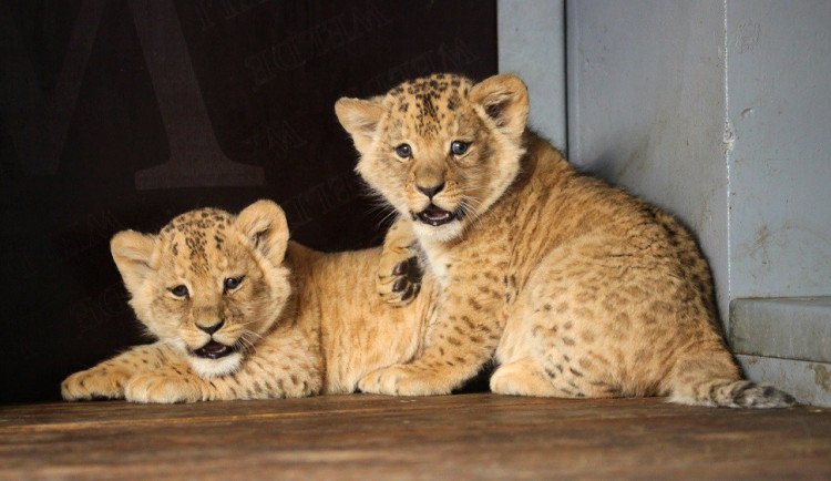 Lvíčci v brněnské zoo