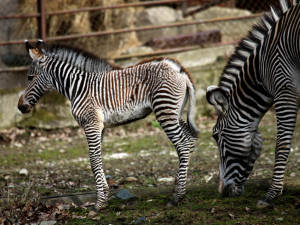 Malá zebřička v brněnské zoo