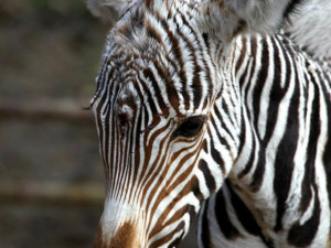 Malá zebřička v brněnské zoo