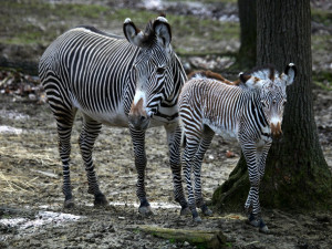 Malá zebřička v brněnské zoo