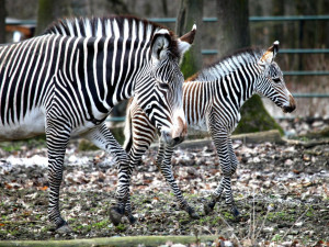 Malá zebřička v brněnské zoo