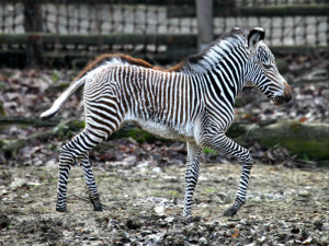 Malá zebřička v brněnské zoo