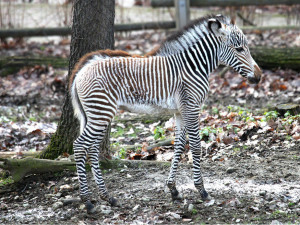 FOTO: Prvním mládětem roku je v brněnské zoo malá zebřička Mia