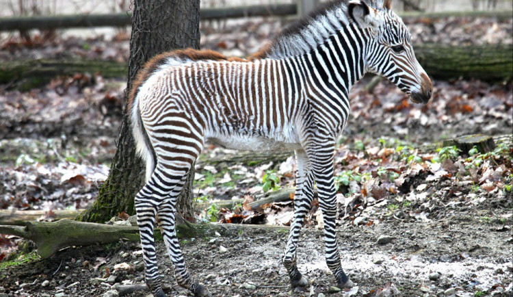 Malá zebřička v brněnské zoo