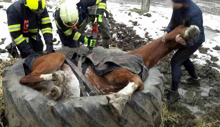 FOTO: Hasiči vyprošťovali koně, který se zasekl v pneumatice