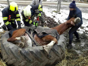 FOTO: Hasiči vyprošťovali koně, který se zasekl v pneumatice