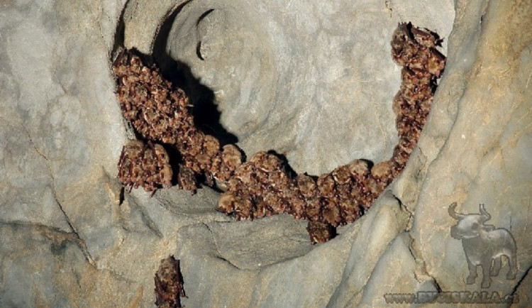 Býčí skála se letos stala největším zimovištěm netopýrů, ukrývá jich přes tři tisíce